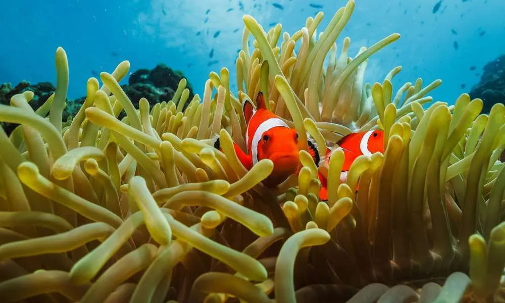 cebu